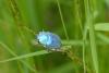 Hoplia coerulea